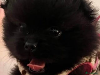 Pomeranian dogs Beautiful Black Baby Boy xx - Advert 2