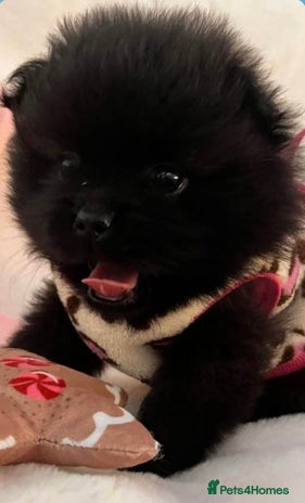 Pomeranian dogs Beautiful Black Baby Boy xx - Advert 1
