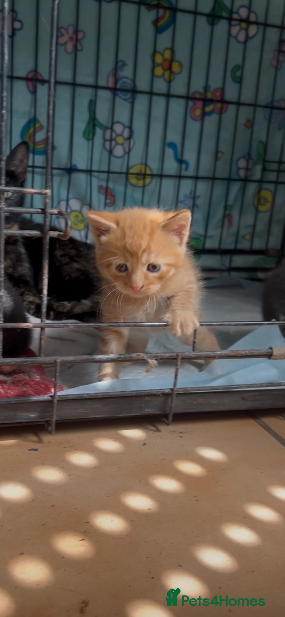 Mixed Breed cats for sale: Kittens Looking for Their Forever Homes in Wellington - Advert 2