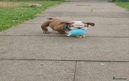 English Bulldog dogs for sale: English Bulldog  - Image 9