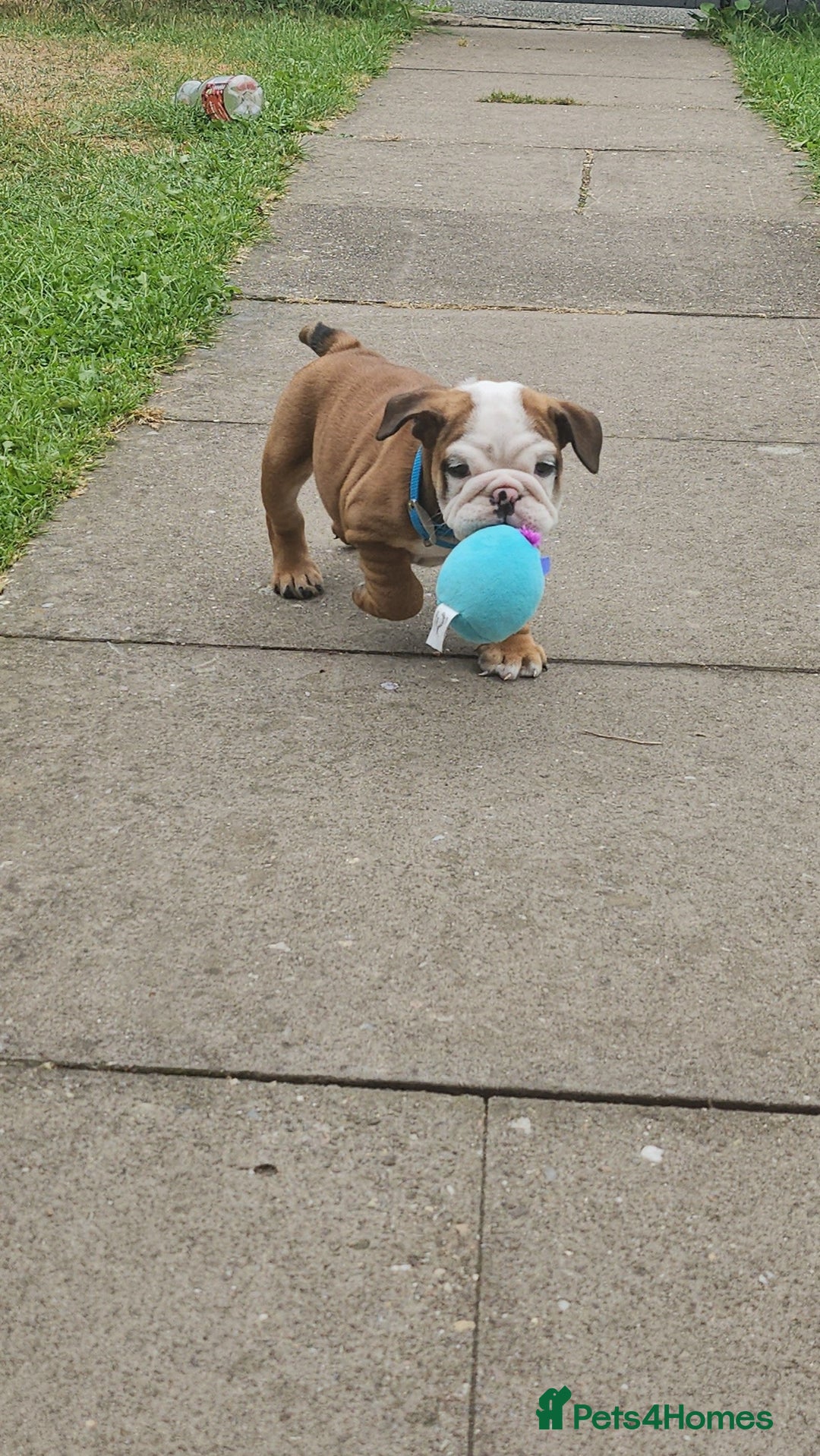 English Bulldog dogs for sale: English Bulldog  - Image 9