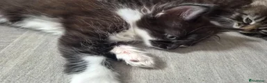 Fkuffy tuxedo female