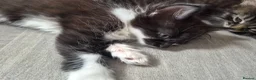 Mixed Breed cats for sale: Ready now Beautiful kittens - Advert 10