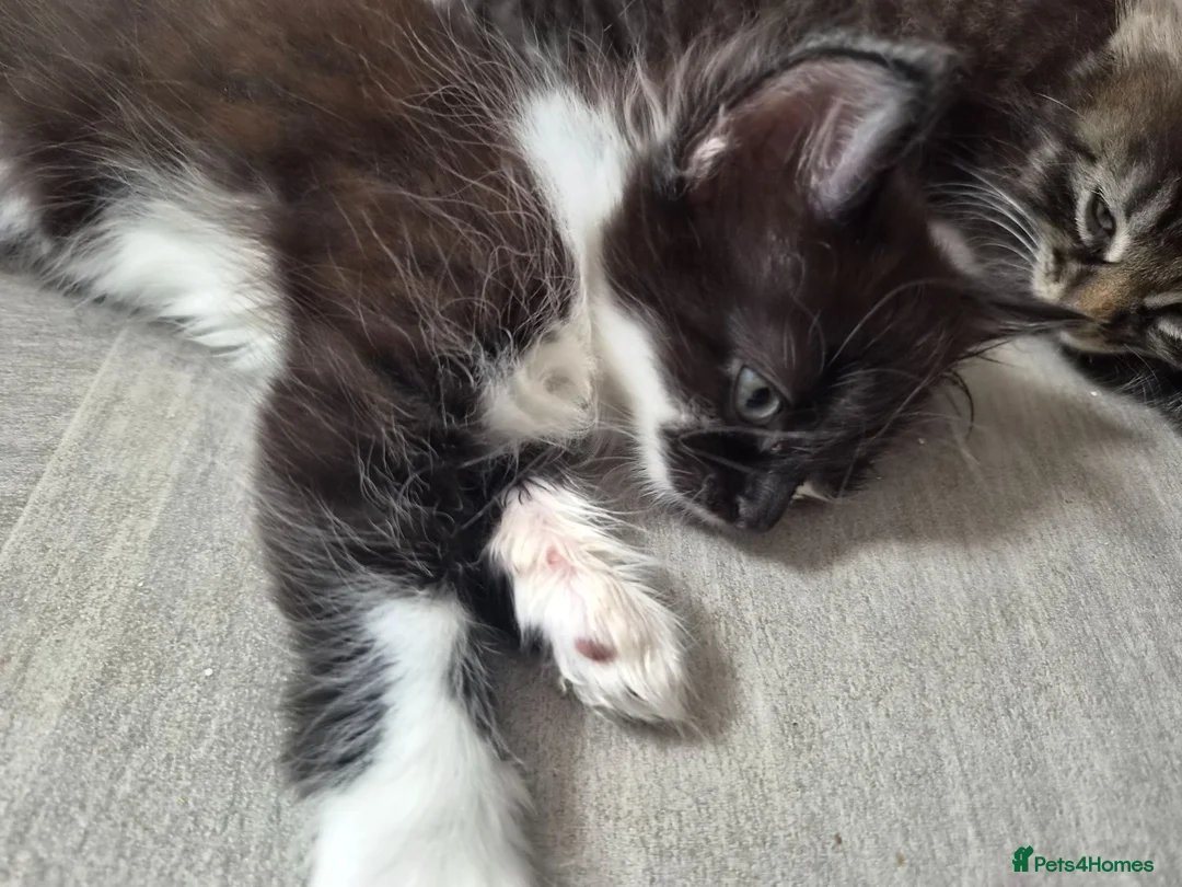 Mixed Breed cats for sale: Ready now Beautiful kittens - Advert 10