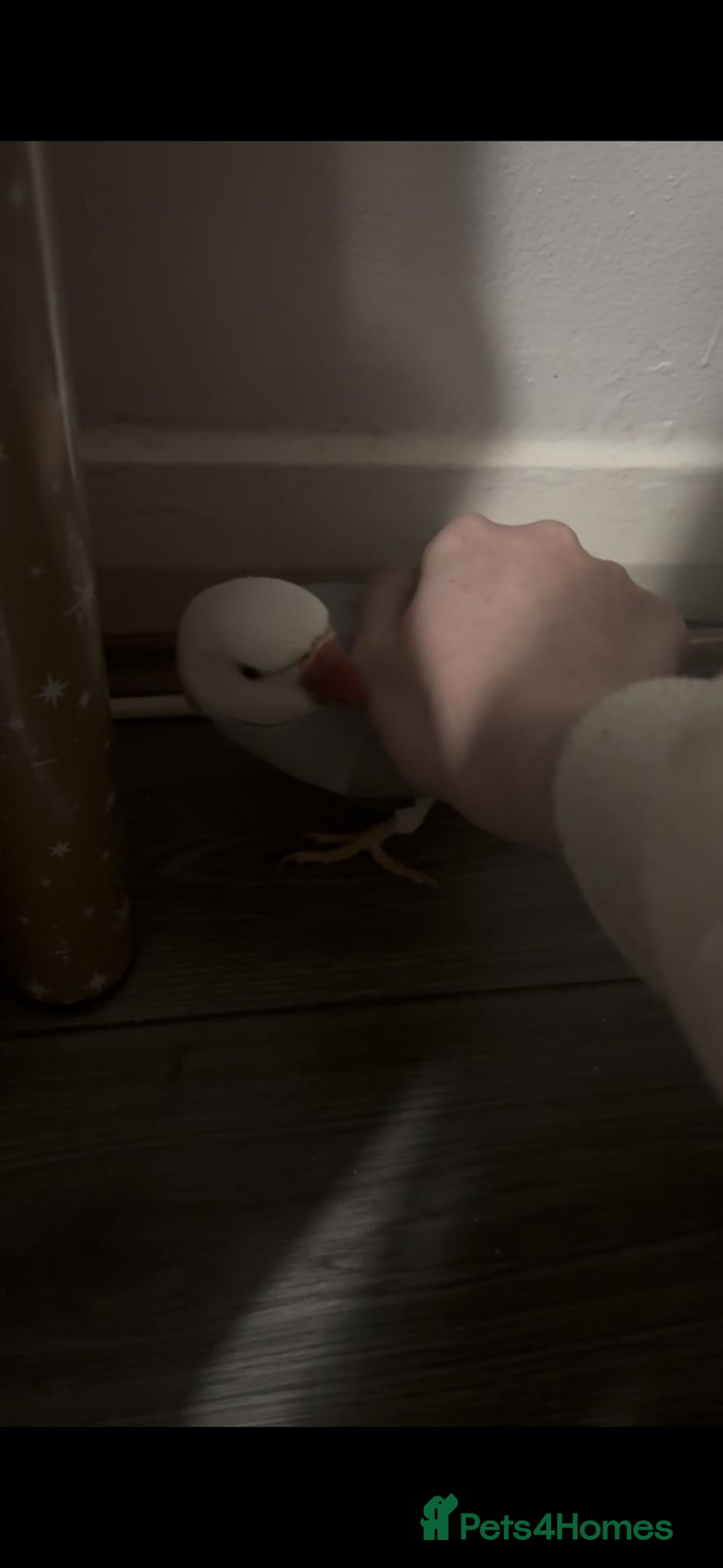 Ringnecks birds for sale: Clear tail  - Advert 2