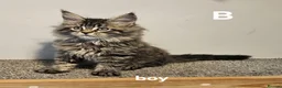 Maine Coon cats for sale: Large Maine Coon kittens regd European bloodline - Advert 18