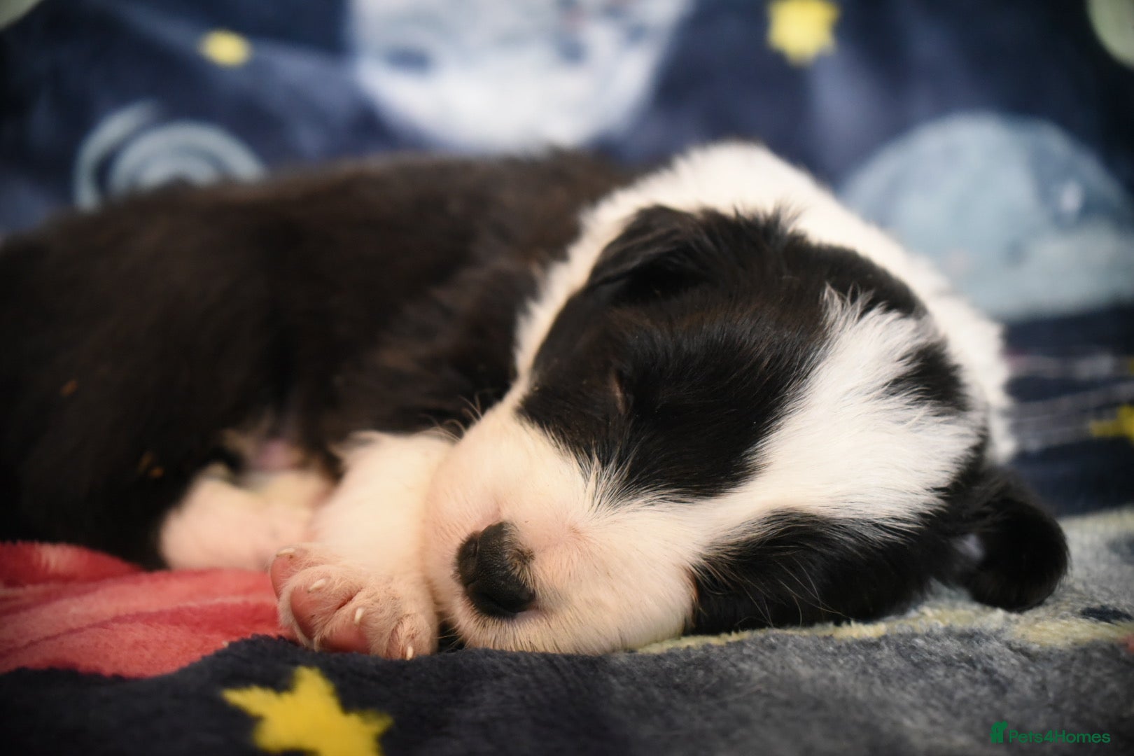 Border Collie dogs for sale: 1 health tested boy left - Advert 18