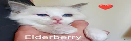 Ragdoll cats for sale: GCCF registered pedigree ragdoll kittens for sale  - Advert 8