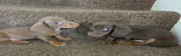 Miniature Dachshund dogs for sale: 6 gorgeous M Dachshunds - Advert 8