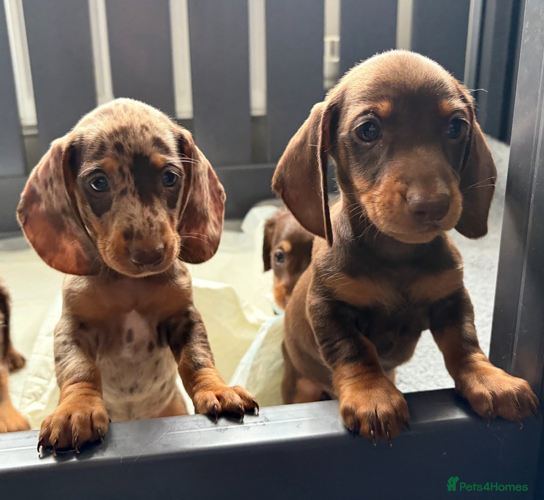 Miniature Dachshund dogs for sale: Beautiful teeny tiny mini dachshunds  - Image 17