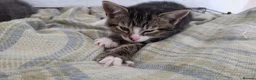 Mixed Breed cats for sale: Adorable mixed breed kittens for sale - Advert 9