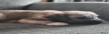 Mixed Breed 4