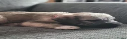 Mixed Breed dogs for sale: Bedlington whippet puppies  in Chulmleigh - Advert 6