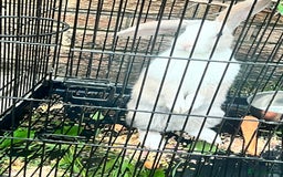 Beveren rabbits for sale: Two lovely rabbits looking for a new home  - Image 8