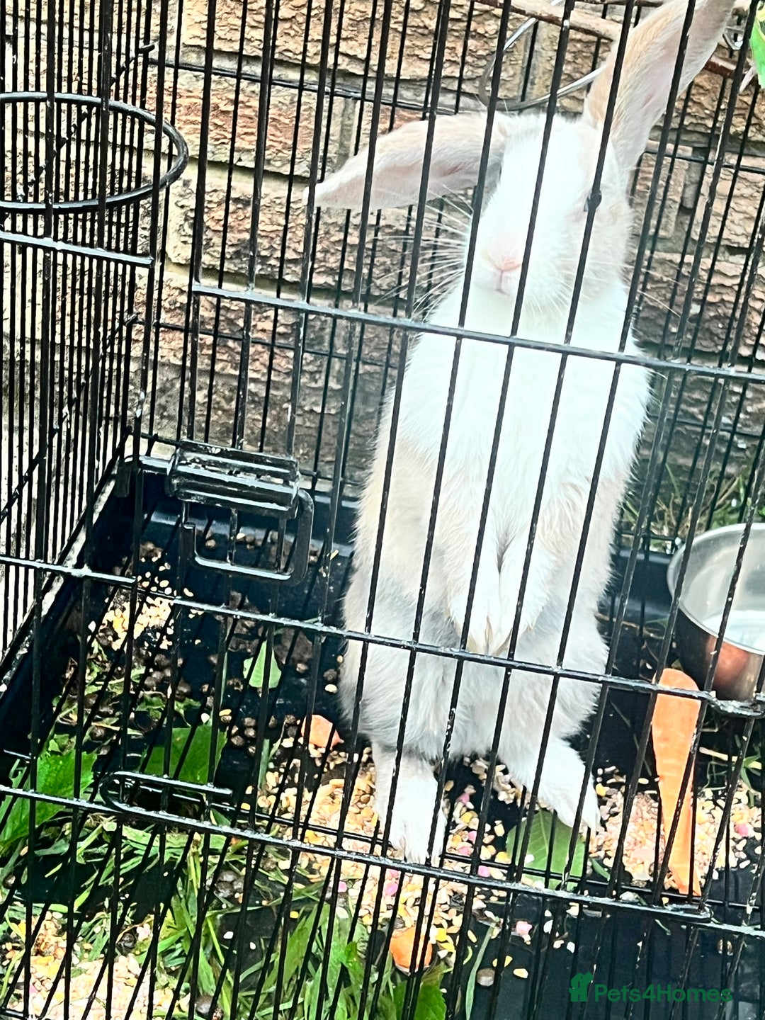 Beveren rabbits for sale: Two lovely rabbits looking for a new home  - Image 8