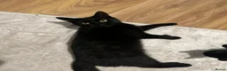 Mixed Breed cats for adoption: Friendly boy Zaaf looking for forever home in Hook - Advert 1
