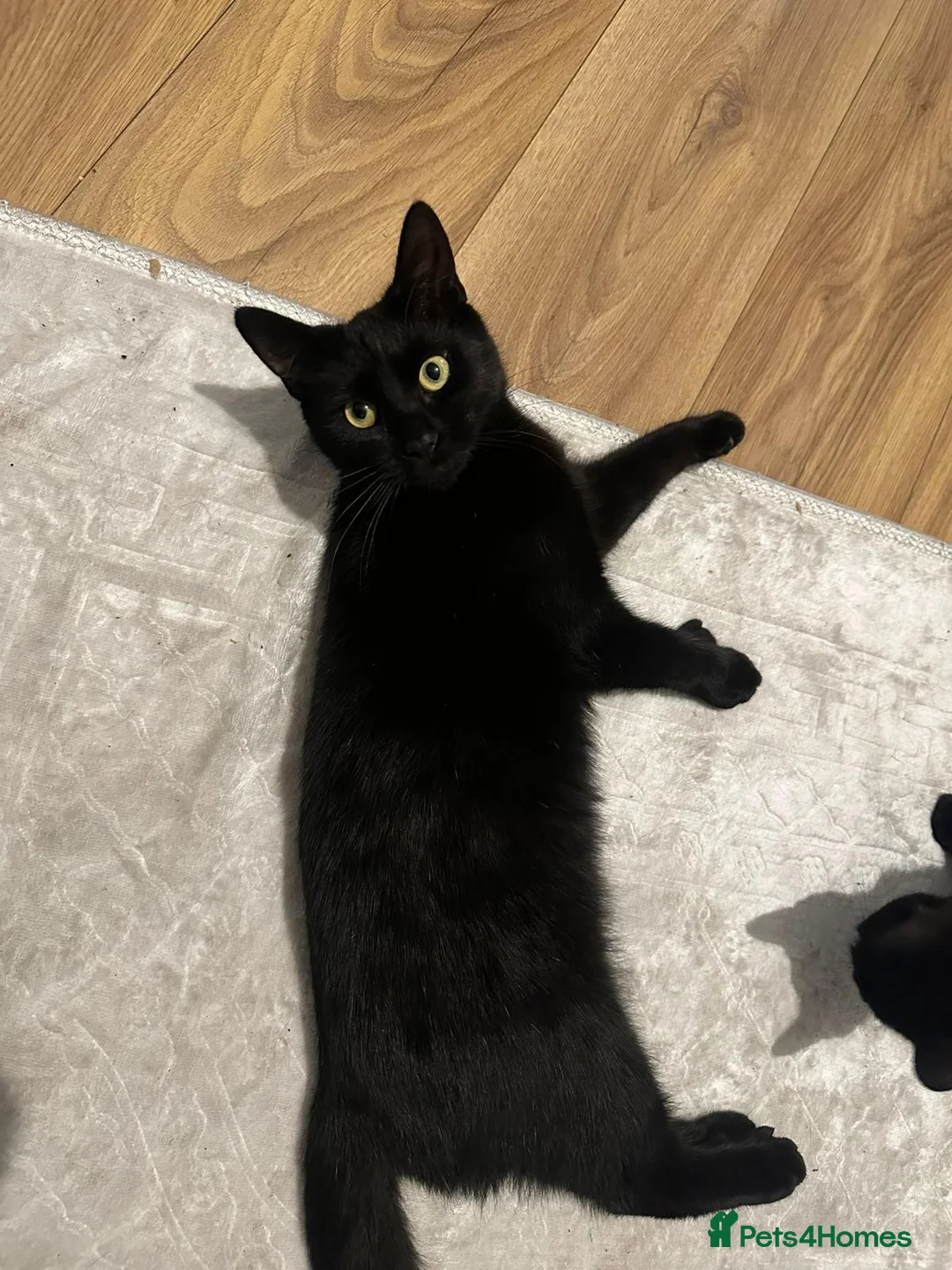 Mixed Breed cats for adoption: Friendly boy Zaaf looking for forever home in Hook - Advert 1