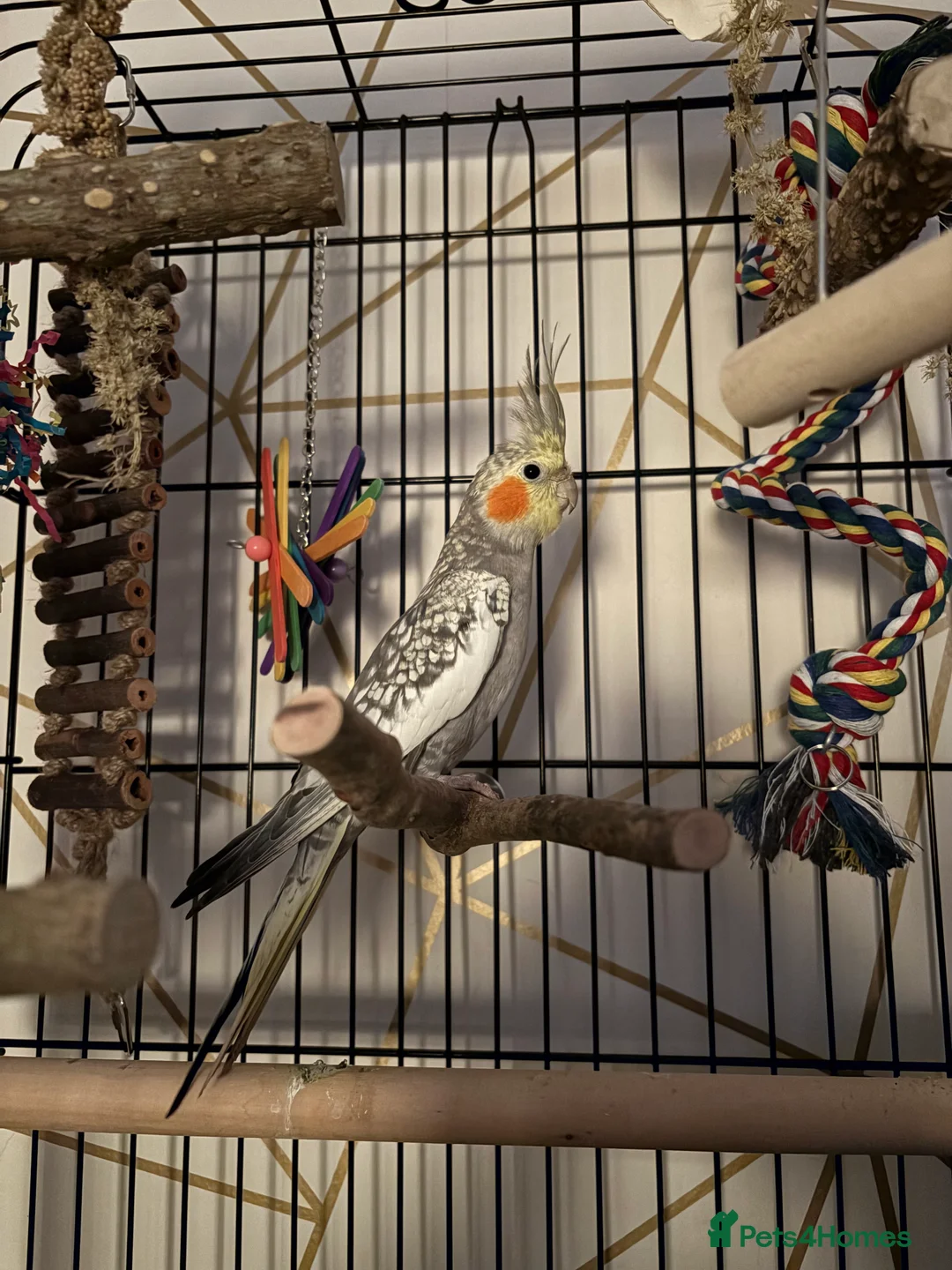 Cockatiels birds for sale: Beautiful male cockatiel  in Woodford Green - Advert 2