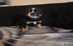 Mixed Breed dogs for sale: French Bullweilers - Image 5
