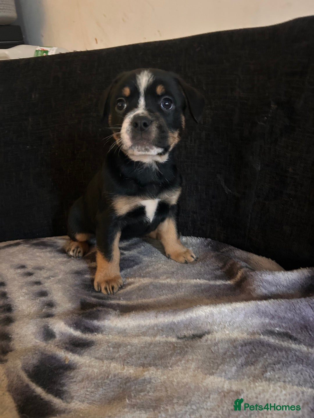 Mixed Breed dogs for sale: French Bullweilers - Image 5
