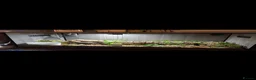 Python Snake reptiles for sale: Female ball python  in Pontefract - Advert 4