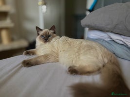 Ragdoll cats Beautiful female Ragdoll kitten - Advert 5