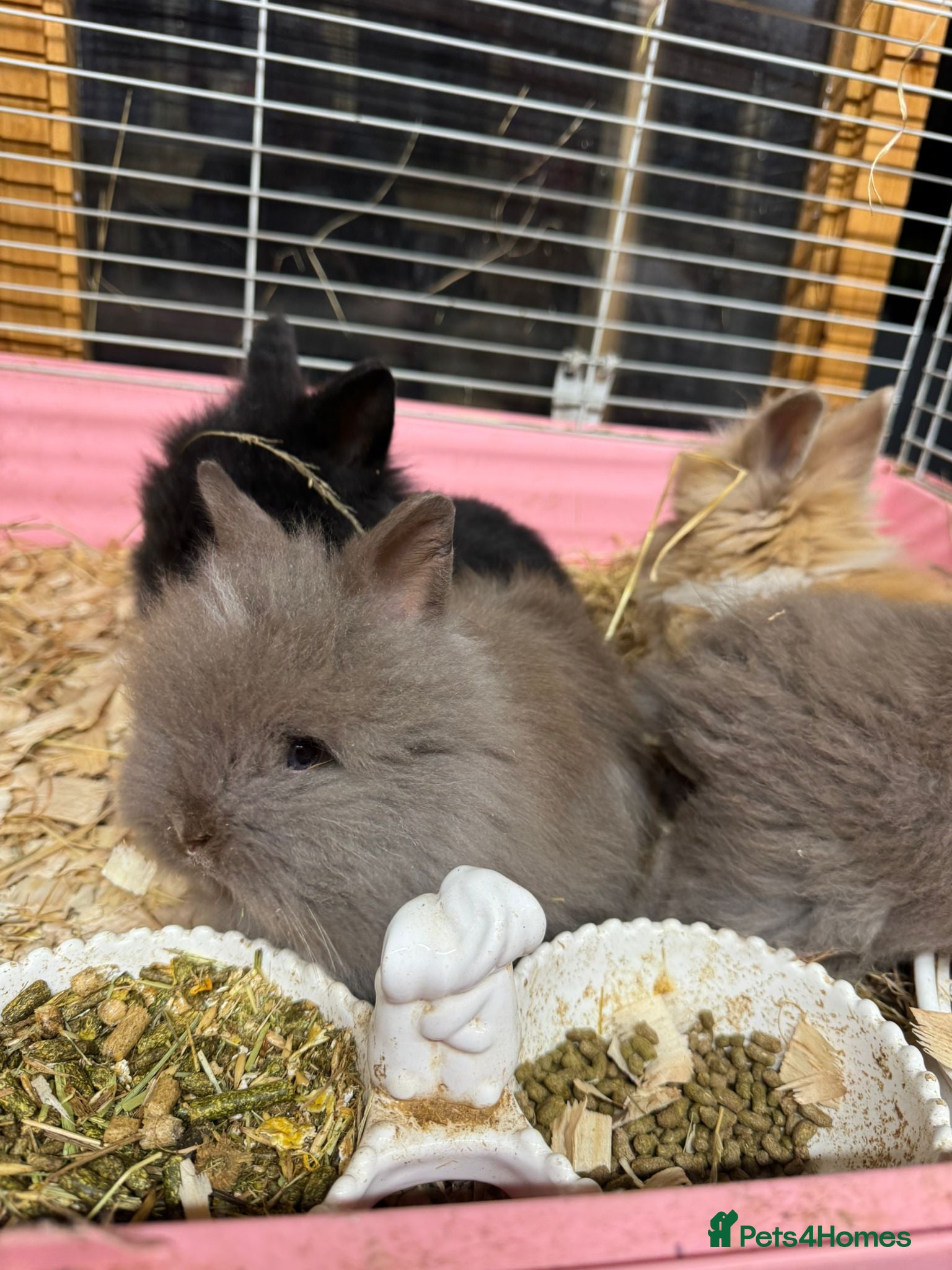 Mixed Breed rabbits Pick up 2/4/26 Double Mained Lionhead - Advert 6