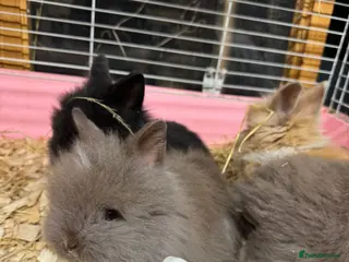 Mixed Breed rabbits Pick up 2/4/26 Double Mained Lionhead - Advert 6