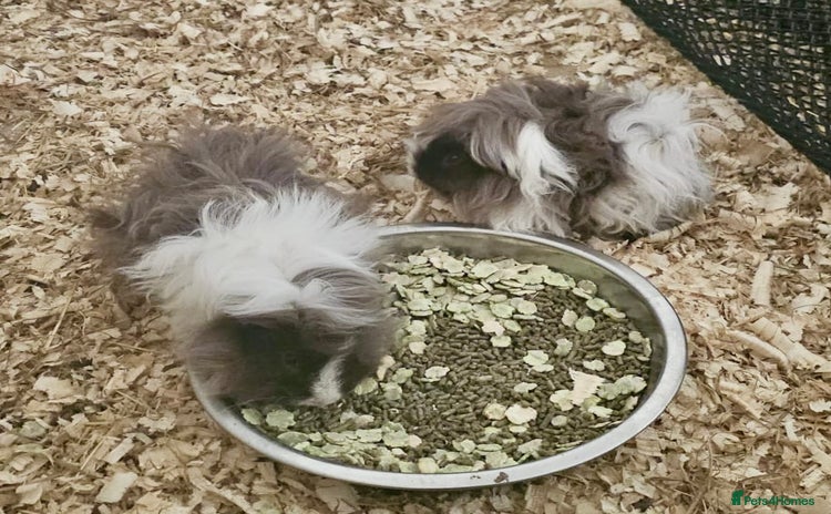 Guinea Pig rodents - Advert 8