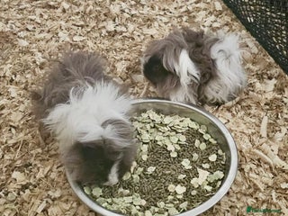 Guinea Pig rodents - Advert 21