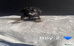 Cockapoo dogs for sale: F1 Cockapoo Puppies. - Image 4