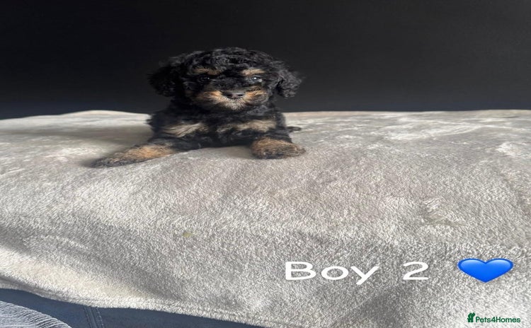 Cockapoo dogs - Advert 5