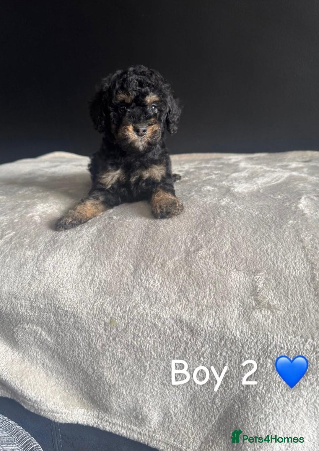 Cockapoo dogs for sale: F1 Cockapoo Puppies. - Image 4