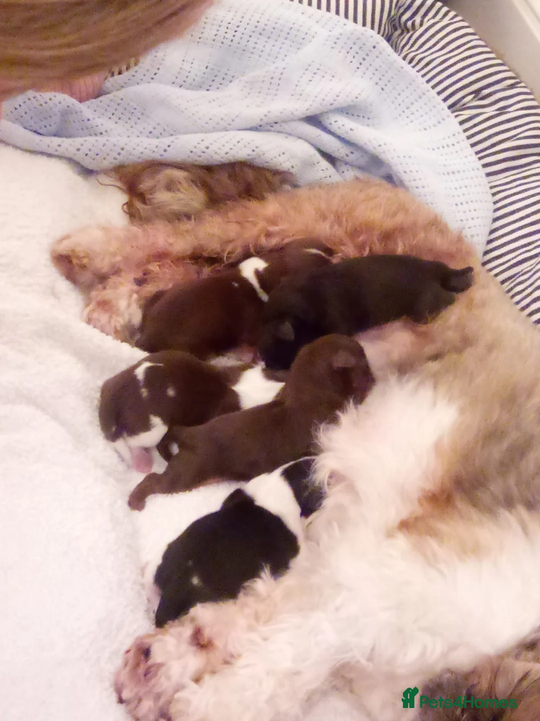 Shih Tzu dogs for stud: Kc Registered Shih Tzu for stud in Bournemouth - Advert 18