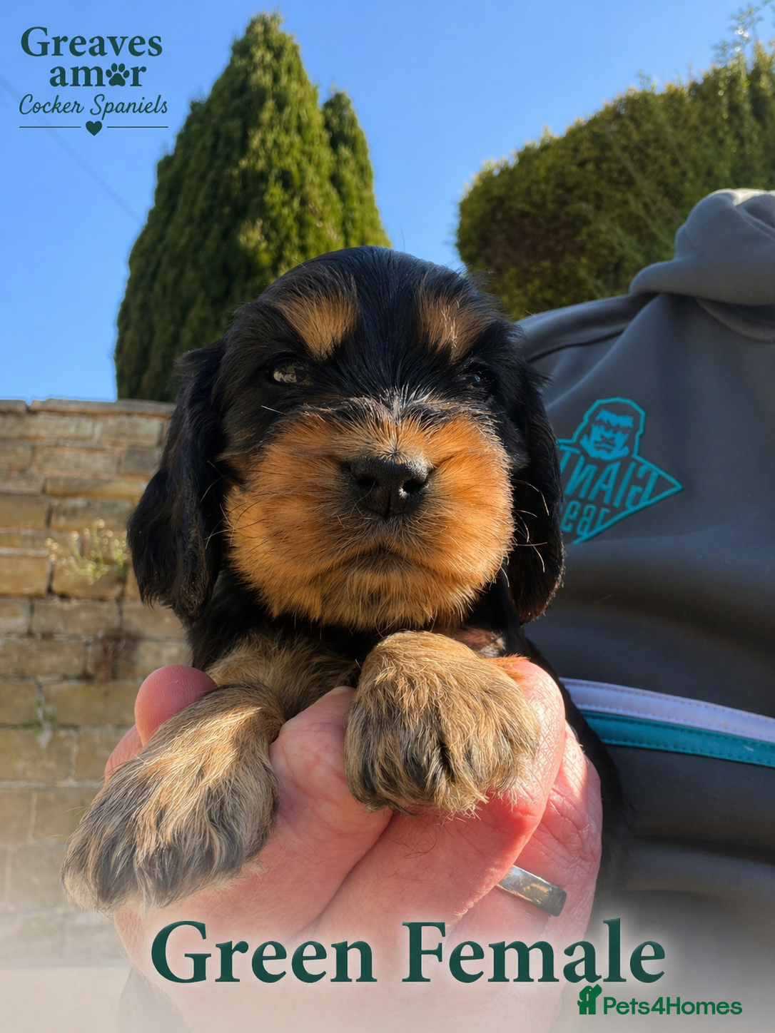 Cocker Spaniel dogs for sale: Show Cocker Spaniel - Top Quality - Advert 1