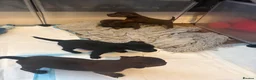 Mixed Breed dogs for sale: Chihuahua x patterdale - Advert 11