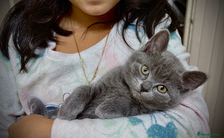 British Shorthair cats - Advert 2