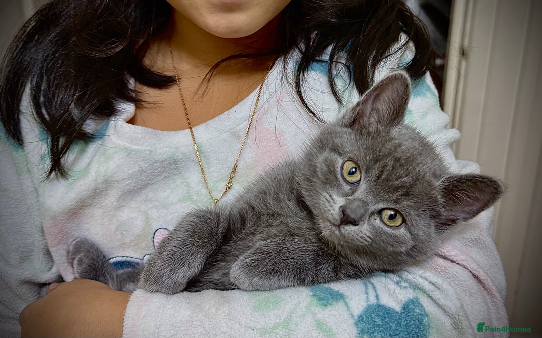 British Shorthair cats for sale: Adorable British Shorthair kittens - Blue & Choco - Image 1