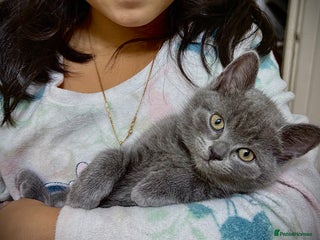 British Shorthair cats - Advert 5