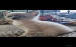 British Shorthair cats for sale: 🐾 Adorable Kittens Looking for Loving Homes 🐾 - Image 2