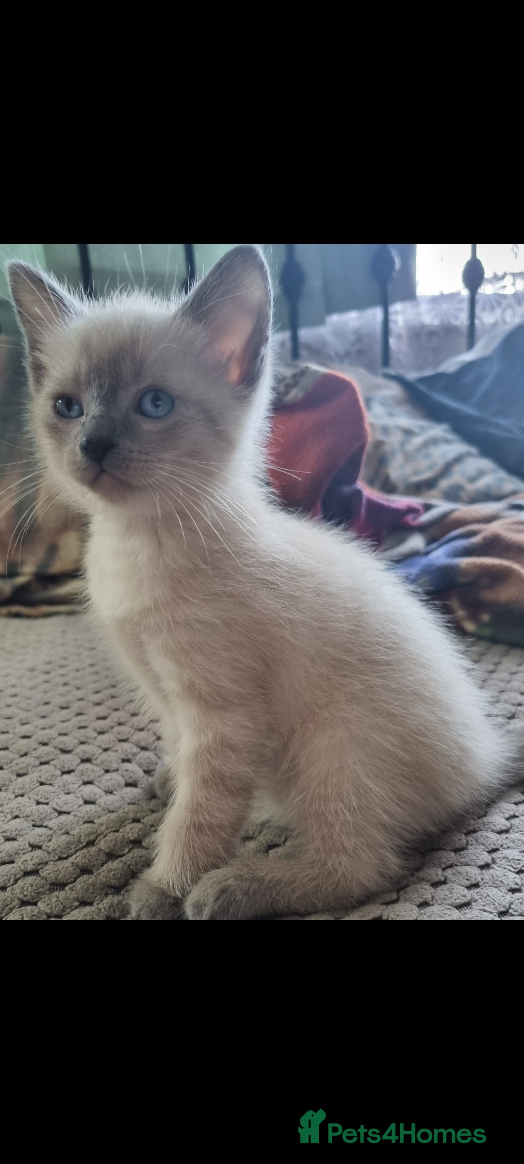British Shorthair cats for sale: 🐾 Adorable Kittens Looking for Loving Homes 🐾 - Image 2