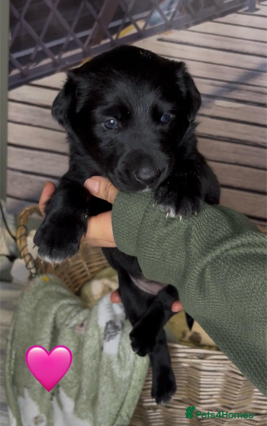 Mixed Breed dogs for sale: Golden Retriever x Border Collie mix - Advert 2