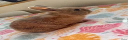 Mixed Breed rabbits for sale: Baby Rabbits for sale - mixed breed in King's Lynn - Advert 8