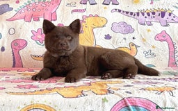 Chow Chow dogs for sale: Exotic colour chowsky puppies for sale  - Image 12