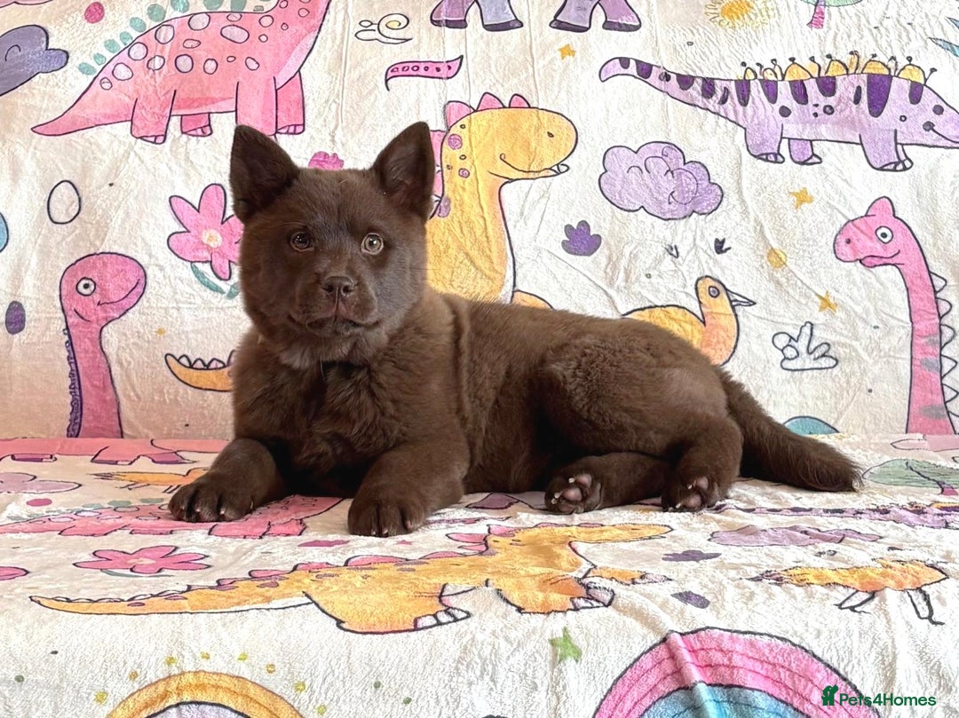 Chow Chow dogs for sale: Exotic colour chowsky puppies for sale  - Image 12