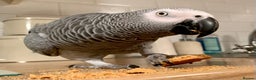 Parrots birds for sale: Our 2 loving African greys  - Advert 21