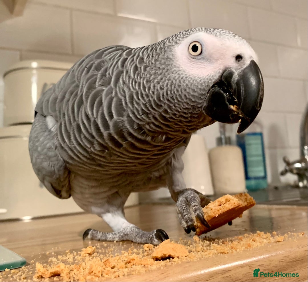 Parrots birds for sale: Our 2 loving African greys  - Advert 21