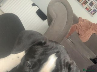 Mixed Breed dogs This is knuckles - Advert 1