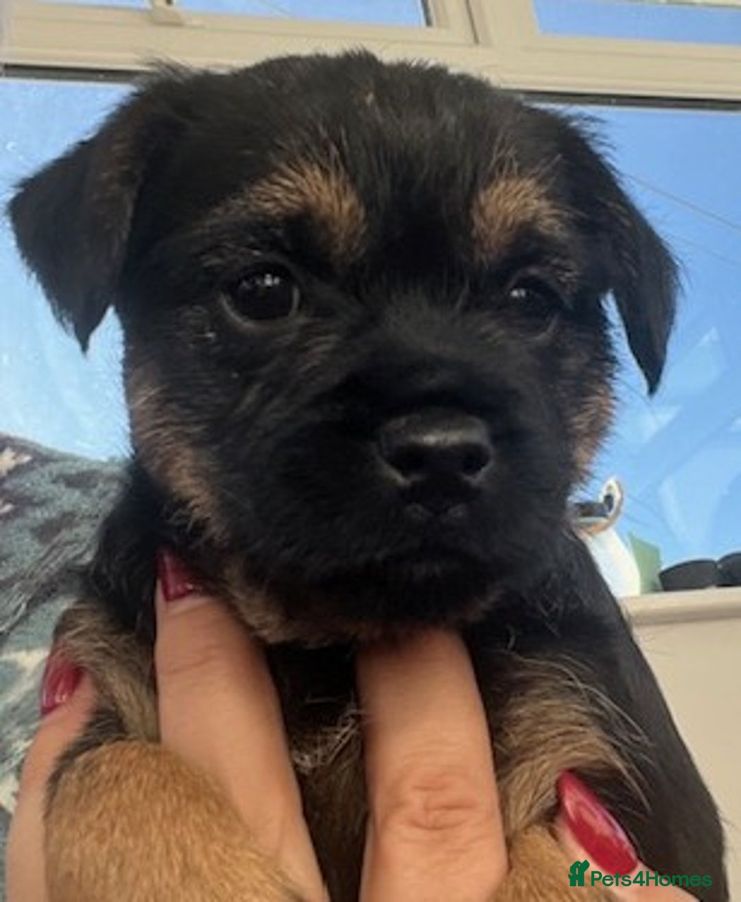 Border Terrier dogs for sale: 2 Beautiful Border Terrier Bitches - NOW RESERVED - Advert 11