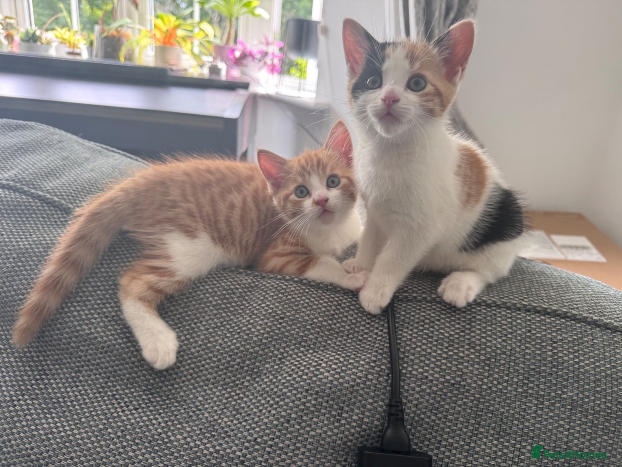 Mixed Breed cats Gorgeous Calico and Ginger kittens - Advert 1